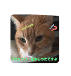 毎日、猫（個別スタンプ：12）