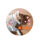 毎日、猫（個別スタンプ：13）