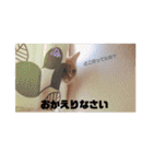 毎日、猫（個別スタンプ：14）