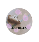 毎日、猫（個別スタンプ：15）