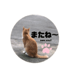 毎日、猫（個別スタンプ：16）