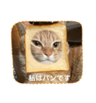 ラスちゃんのすたんぷ（個別スタンプ：1）