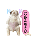 いろちゃん with てまりちゃんVol.3（個別スタンプ：6）