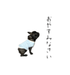 フレブルバニラファミリー⑤イケ犬のまめた（個別スタンプ：21）