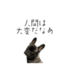 フレブルバニラファミリー⑤イケ犬のまめた（個別スタンプ：34）