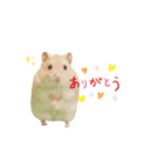 プディングハムスターぽむ（個別スタンプ：1）