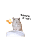 プディングハムスターぽむ（個別スタンプ：6）