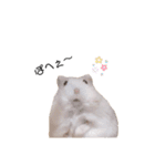 プディングハムスターぽむ（個別スタンプ：16）