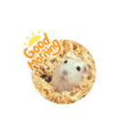 プディングハムスターぽむ（個別スタンプ：23）