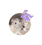 プディングハムスターぽむ（個別スタンプ：24）