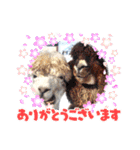 アルパカちゃん達（個別スタンプ：4）