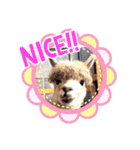 アルパカちゃん達（個別スタンプ：11）