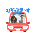 アルパカちゃん達（個別スタンプ：13）