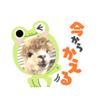アルパカちゃん達（個別スタンプ：14）