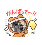アルパカちゃん達（個別スタンプ：22）