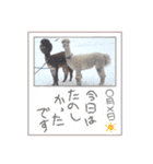 アルパカちゃん達（個別スタンプ：34）