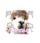 アルパカちゃん達（個別スタンプ：35）