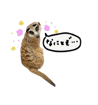 ミーアキャットunoちゃんです（個別スタンプ：5）