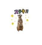 ミーアキャットunoちゃんです（個別スタンプ：17）