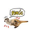 ミーアキャットunoちゃんです（個別スタンプ：30）