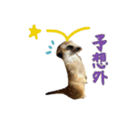 ミーアキャットunoちゃんです（個別スタンプ：31）
