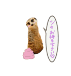ミーアキャットunoちゃんです（個別スタンプ：32）
