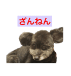 ポメプー黒犬モコ②（個別スタンプ：14）