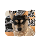 どうも犬でごさんす（個別スタンプ：6）