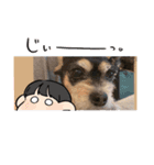 どうも犬でごさんす（個別スタンプ：13）