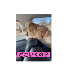 Inkeiga 5thアルバム〜sensitive〜（個別スタンプ：22）