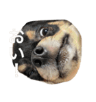 いぬの家（個別スタンプ：5）