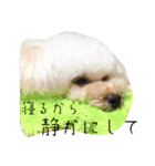 いぬの家（個別スタンプ：31）