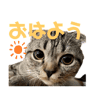 まんまる猫「ピサラ」の日常。[修正版]（個別スタンプ：9）