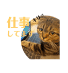 まんまる猫「ピサラ」の日常。[修正版]（個別スタンプ：14）