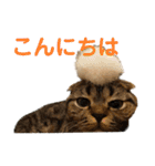 まんまる猫「ピサラ」の日常。[修正版]（個別スタンプ：27）