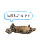 まんまる猫「ピサラ」の日常。[修正版]（個別スタンプ：28）