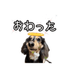 ラムちゃんのすたぁんぷ（個別スタンプ：12）