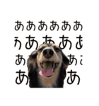 ラムちゃんのすたぁんぷ（個別スタンプ：13）