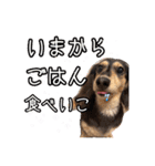 ラムちゃんのすたぁんぷ（個別スタンプ：16）