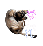 ラムちゃんのすたぁんぷ（個別スタンプ：19）