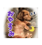 足の太いダックスフンド（個別スタンプ：2）
