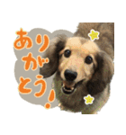 足の太いダックスフンド（個別スタンプ：3）