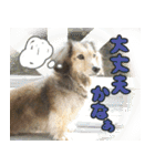 足の太いダックスフンド（個別スタンプ：5）