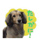 足の太いダックスフンド（個別スタンプ：8）