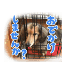 足の太いダックスフンド（個別スタンプ：9）