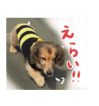 足の太いダックスフンド（個別スタンプ：10）