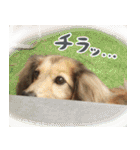 足の太いダックスフンド（個別スタンプ：12）