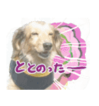 足の太いダックスフンド（個別スタンプ：13）
