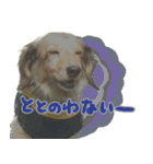足の太いダックスフンド（個別スタンプ：14）