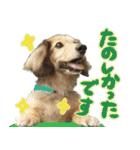 足の太いダックスフンド（個別スタンプ：16）